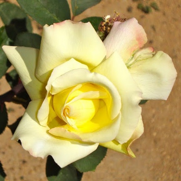 Meet your Posher, Linda - Picture 1 of 1